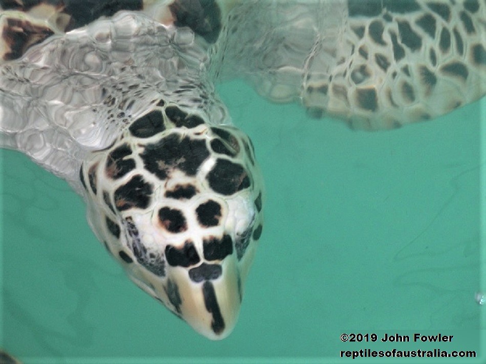 HAWKSBILL TURTLE Eretmochelys imbricata bissa REPTILES OF AUSTRALIA